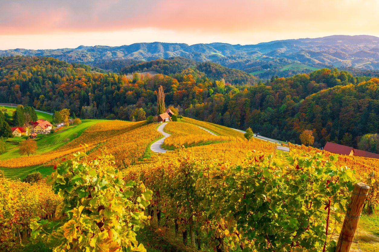 Vineyards near Maribor